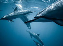 xingkongsports-单赛季多次单场砍下30分9板且仅投失1球 杜伦成历史第三人|活塞|查尔斯·巴克利|德怀特-霍华德|NBA常规赛|底特律活塞队_新浪体育_新浪新闻